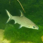 Bala Shark