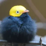 Golden-headed Manakin