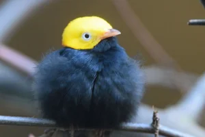 Golden-headed Manakin