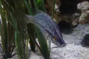 Pointed-snout wrasse
