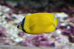 Weißpunkt-Falterfisch