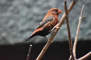 Tijgervink