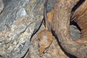 Bushy-tailed Jird