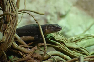 Canarische Hagedis