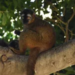 Red Brown Lemur
