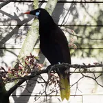 Montezuma Oropendola