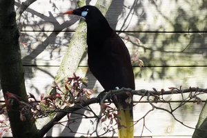 Montezuma oropendola