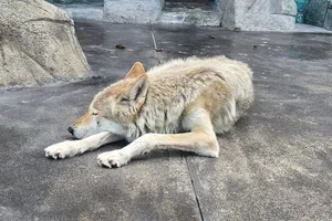 Wolf