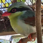 Indochinese Green Magpie