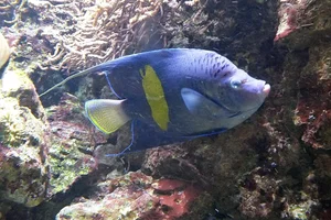 Arabischer Kaiserfisch
