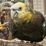 Saint Vincent Amazon