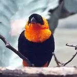 Southern Red Bishop