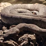 Solomons Ground Boa