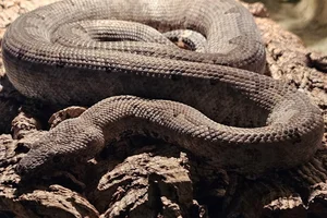 Solomons Ground Boa