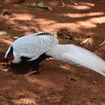 Silver Pheasant