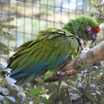 Military Macaw