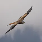 Red Kite