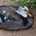 White-winged Duck