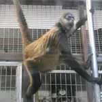 Central American Spider Monkey