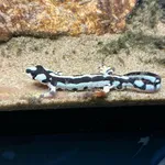 Luristan Newt