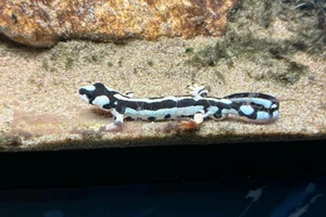 Luristan Newt