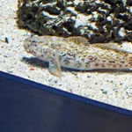 Giant Goby