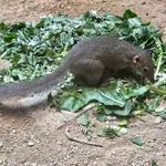 Northern Treeshrew
