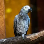 Grey Parrot