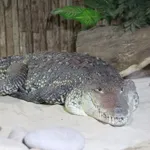 Morelet's Crocodile