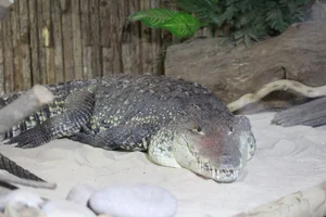 Bultkrokodil