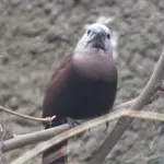 White-headed Munia