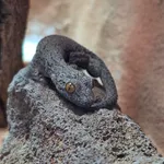 Eastern Spiny-tailed Gecko