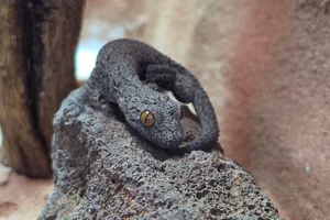 Eastern Spiny-tailed Gecko
