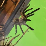 Monocentropus balfouri Pocock, 1897