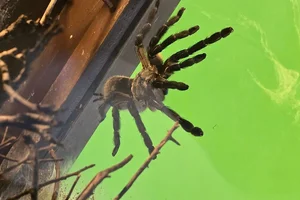 Monocentropus balfouri