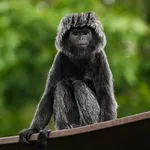 Spangled Ebony Langur