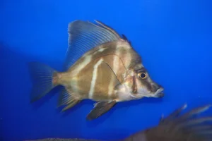 Sailfin armourhead