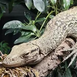 Banggai Island Monitor