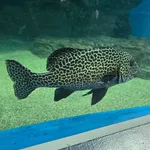 Harlequin Sweetlips