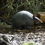 Nine-banded Armadillo