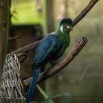 White-cheeked Turaco (White-cheeked)