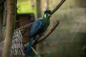 White-cheeked Turaco (White-cheeked)