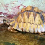 Ploughshare Tortoise