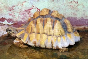 Madagaskar-schildpad