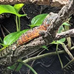 Chinese Crocodile Lizard