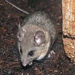 California Mouse