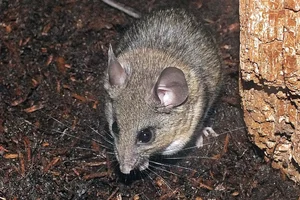 California Mouse