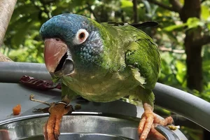 Thectocercus acuticaudatus
