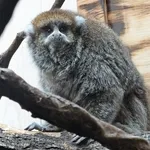 Bolivian Gray Titi