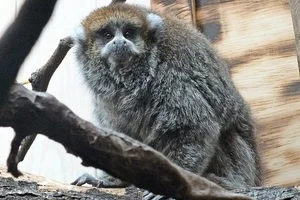 Bolivian Gray Titi